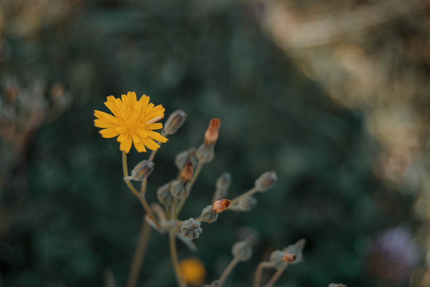 yellow flower of lactuta virosa wild lettuce