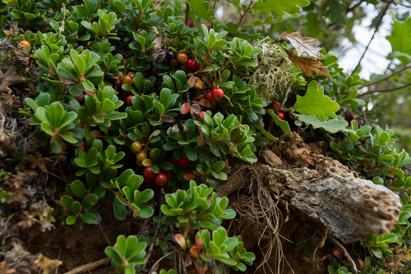 Plant with medicinal properties. Leaves and ripe berries of bear