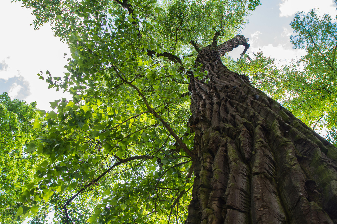 Eastern cottonwood tree in a forest seen upwards against a blue