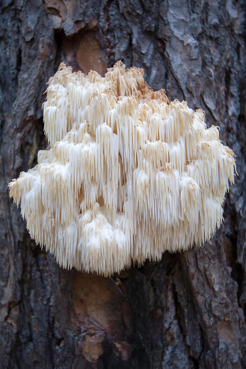 Lion's mane mushroom (Hericium erinaceus)