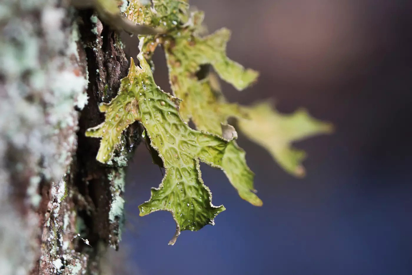 Lobaria pulmonaria, or oak lungwort rare lichens in the primary beech forest that growing on the bark old trees