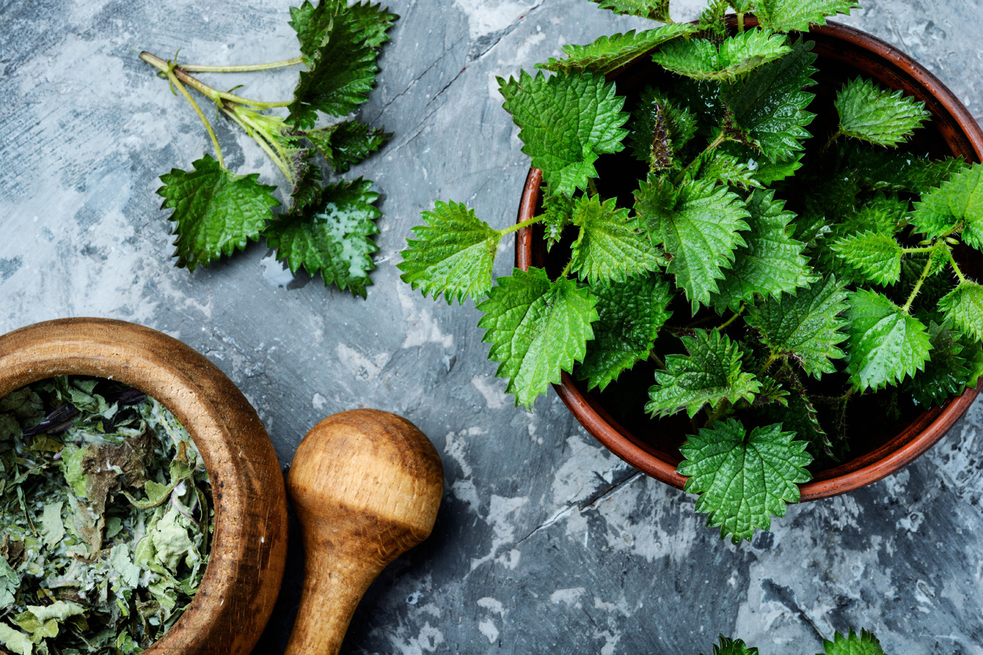 Stinging nettles,urtica medical herb