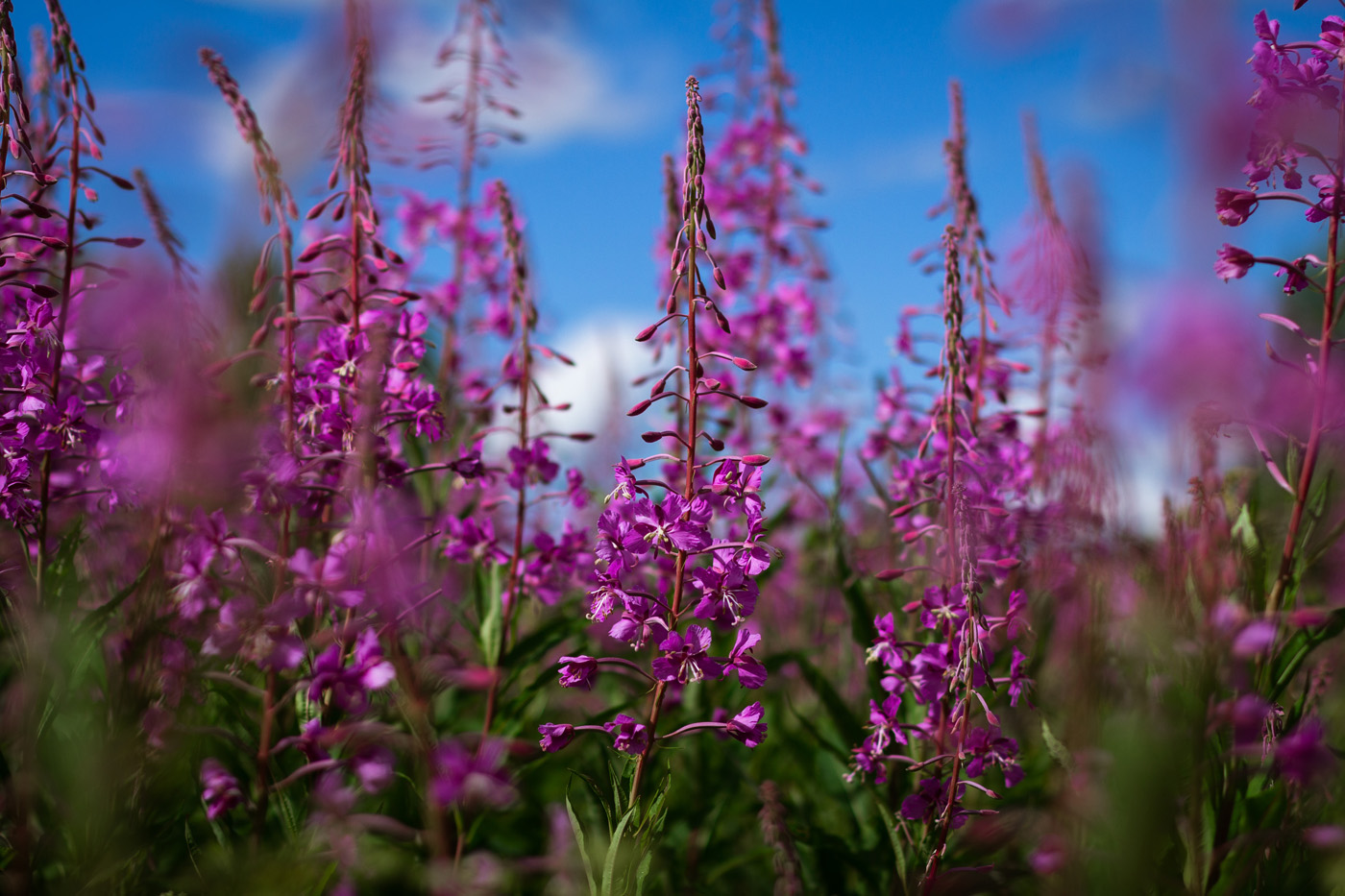 fireweed