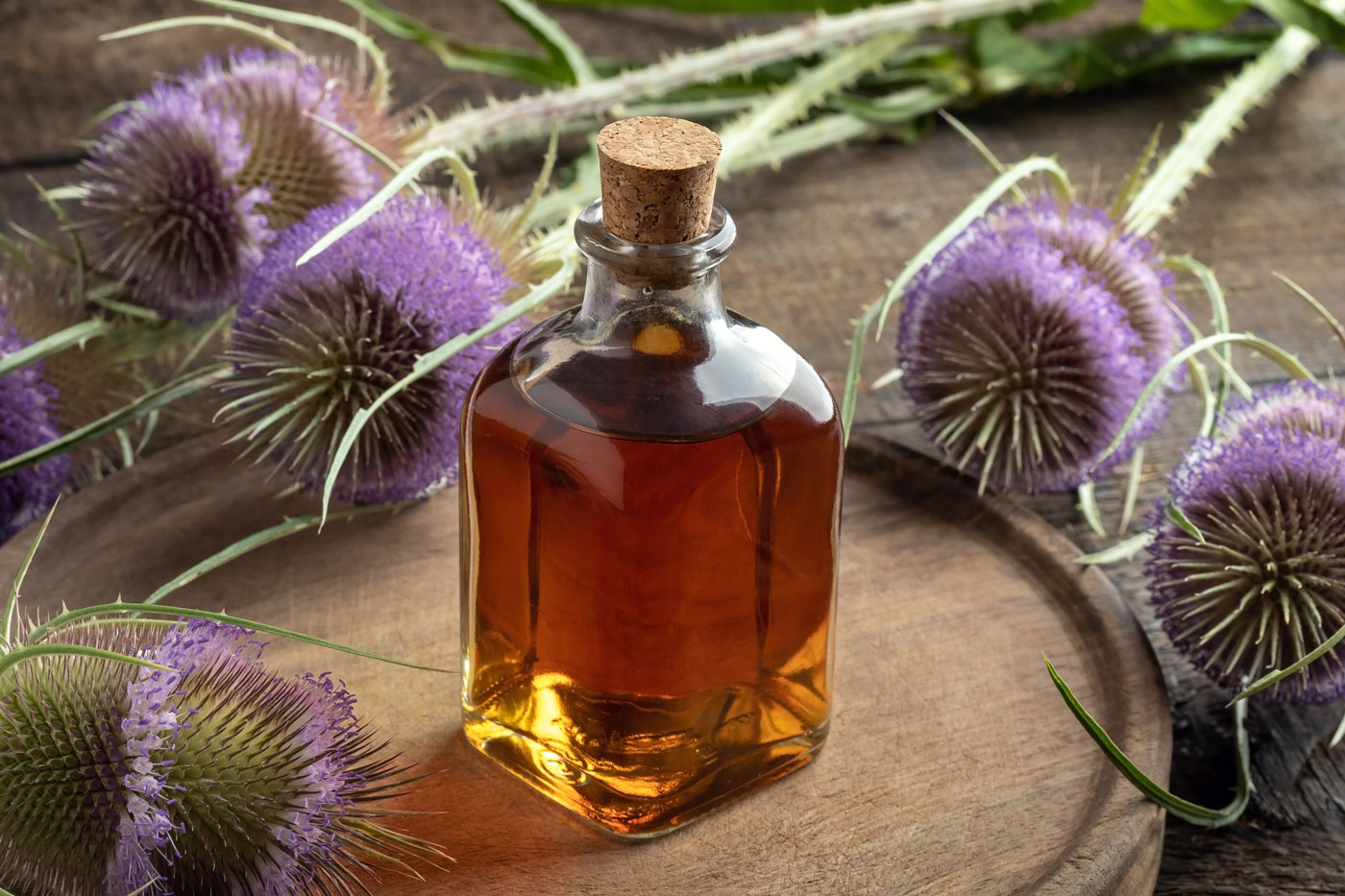 tincture in a bottle with wild teasel flowers