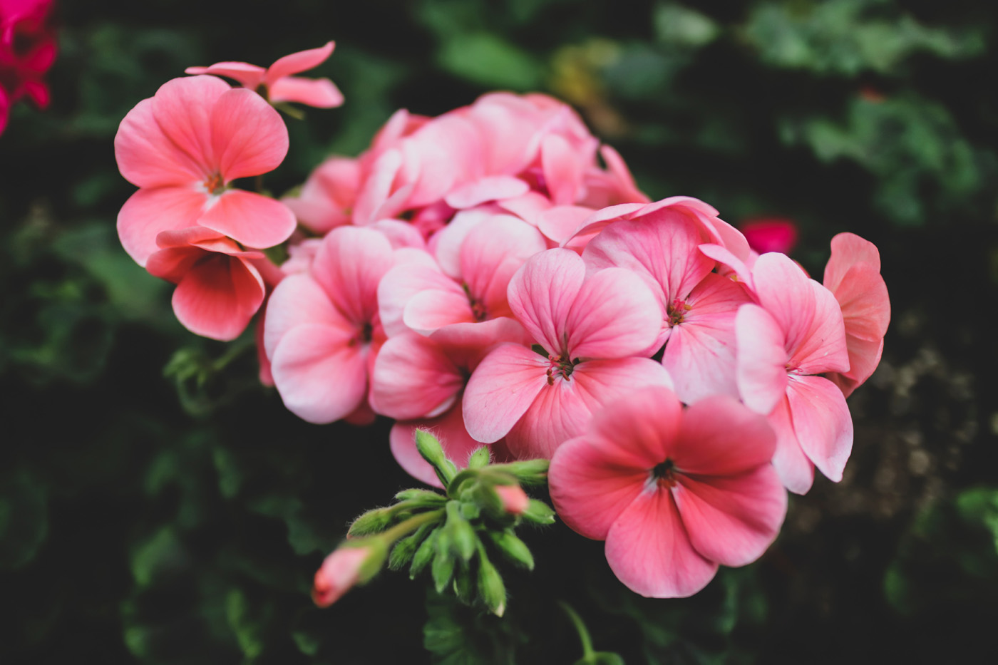 cluster of pink geranium flowers