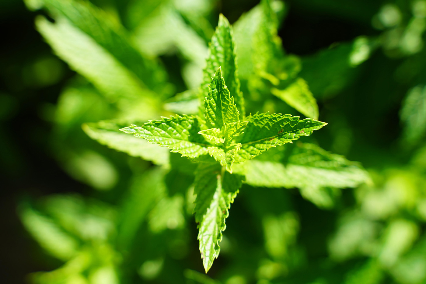 lemon balm plant