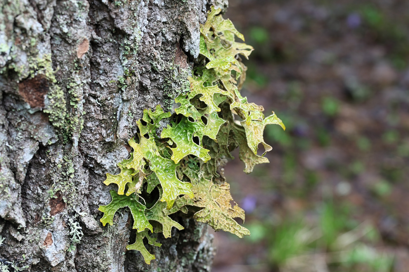 Has The Infamous Prion Met Its Match With Lungwort Lichen?