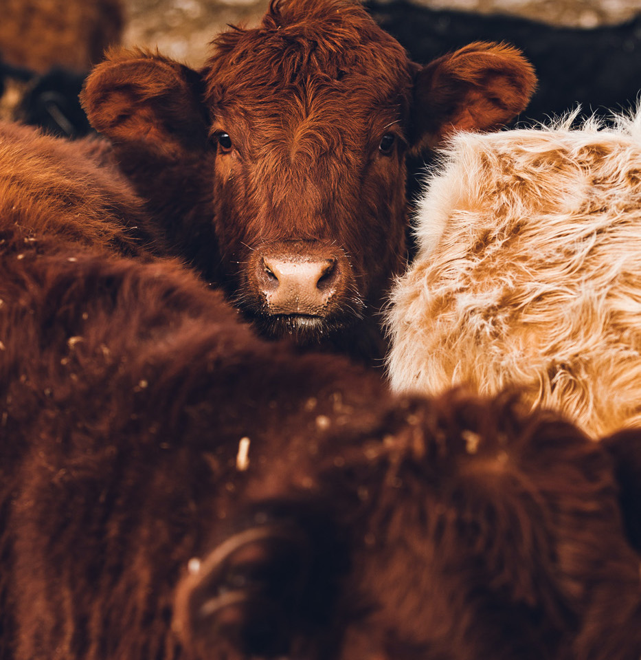 brown cows