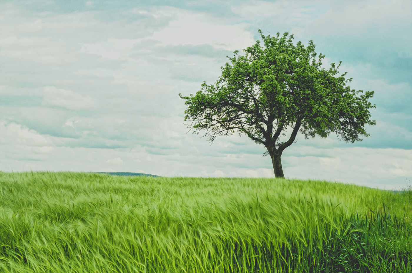 tree on horizon in a field of grain