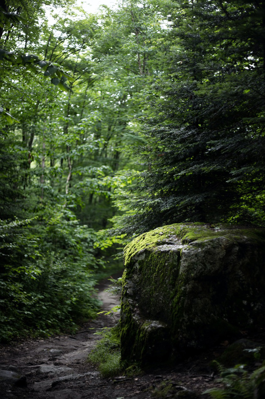 stone path through nature forest