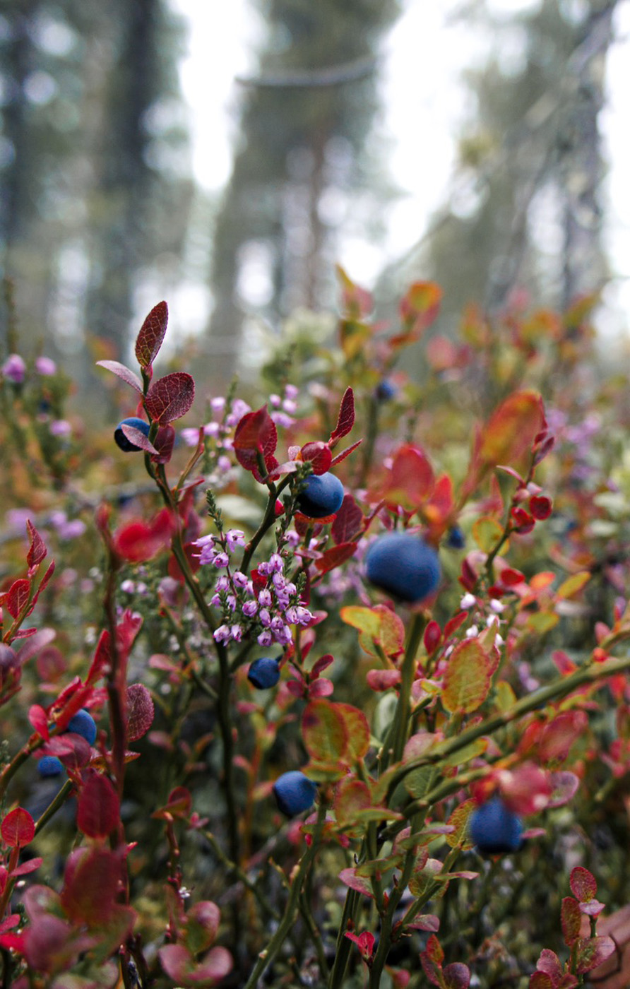 bilberry bush