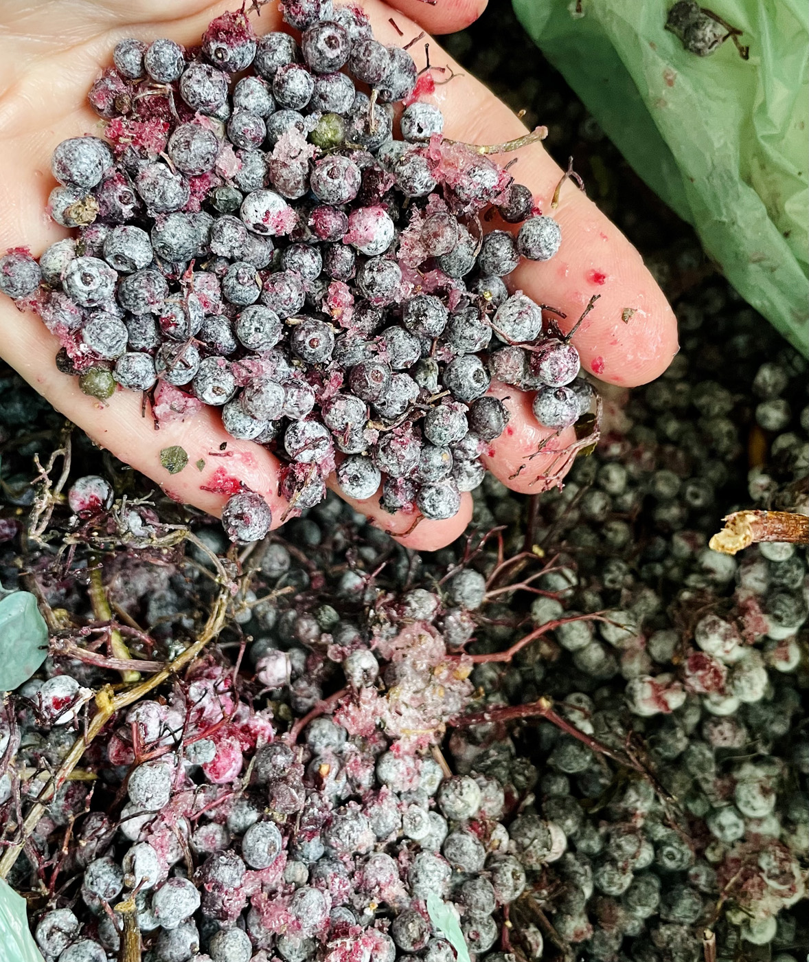 hand holding frozen elderberries