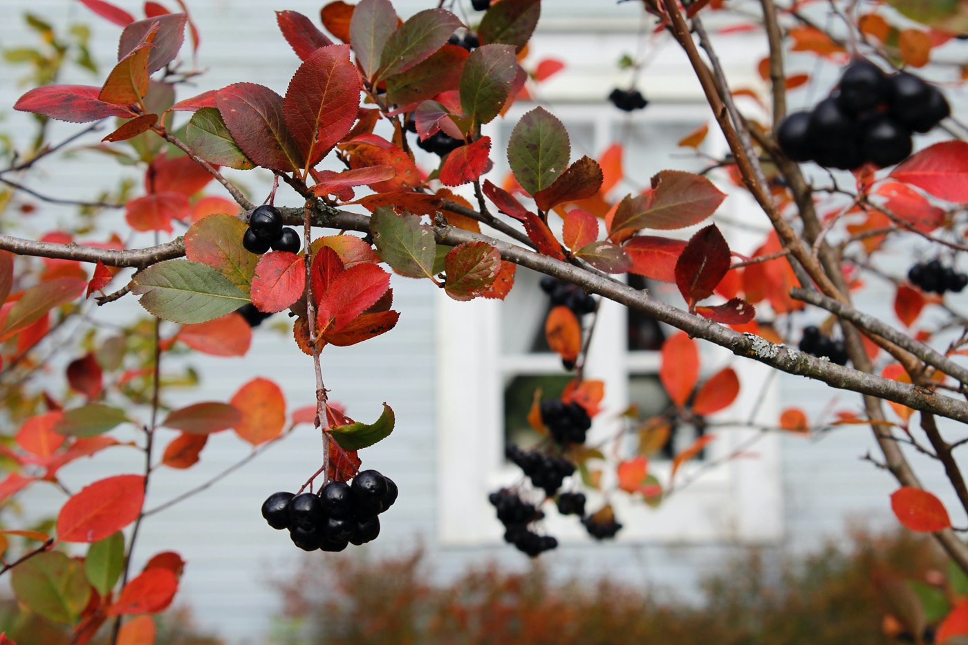 ripe elderberries hanging from tree with fall leaves