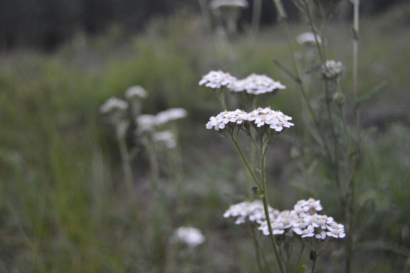 yarrow flowers