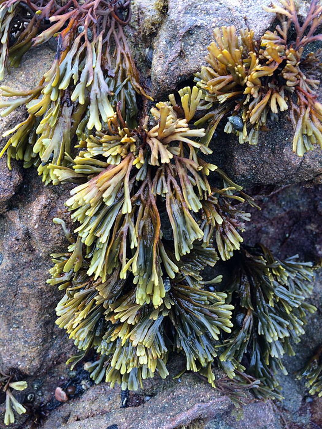 Dwarf Rockweed