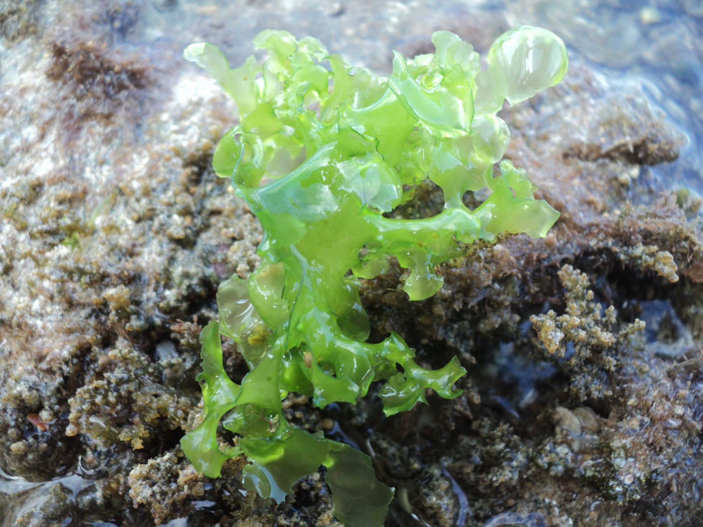 Sea Lettuce