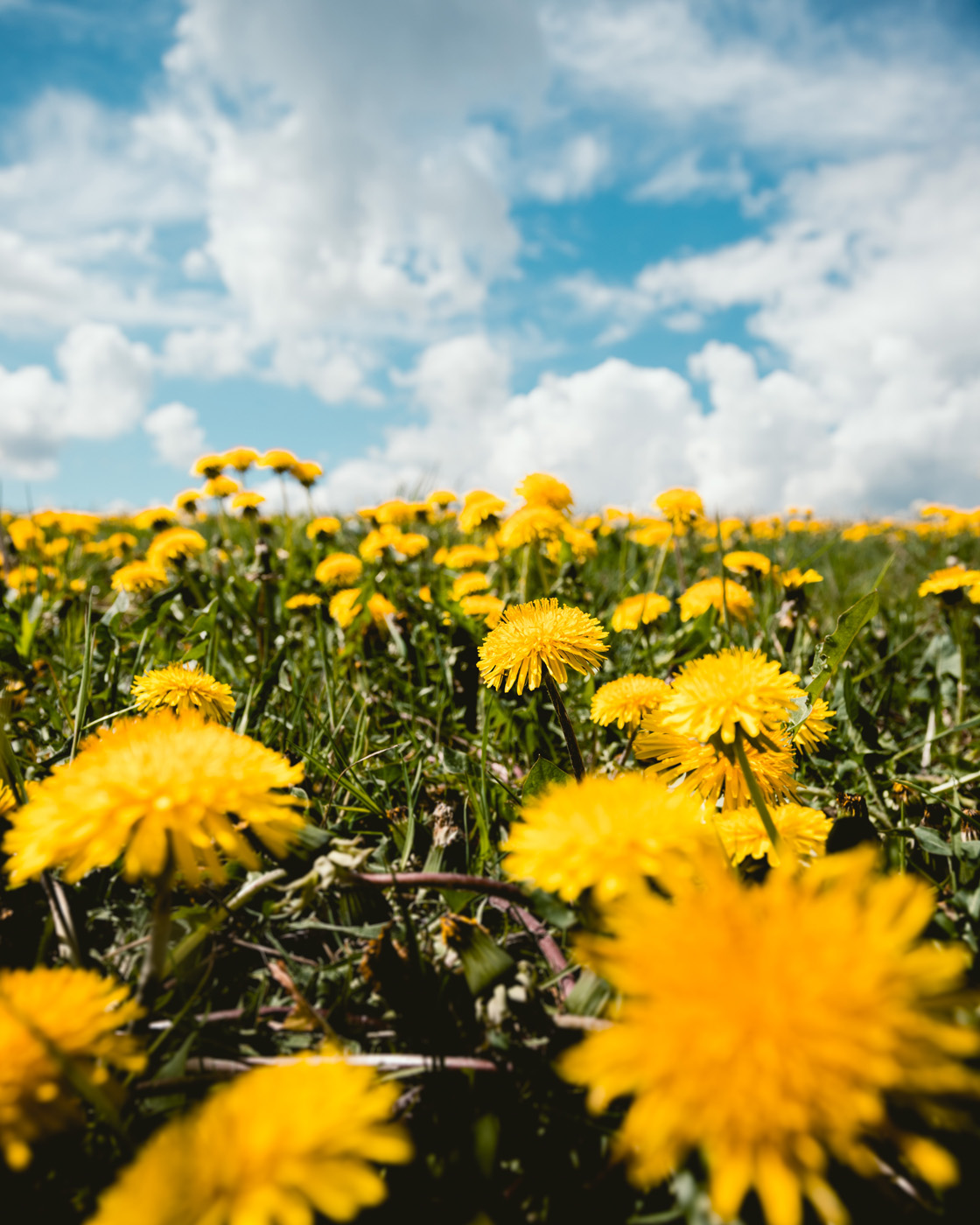 Dandelion Field under blue sky