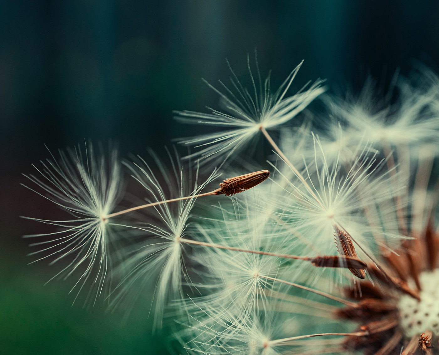 Dandelion: A Common Backyard Weed That Tackles Spike Proteins, Liver Troubles, Cancer, and More!