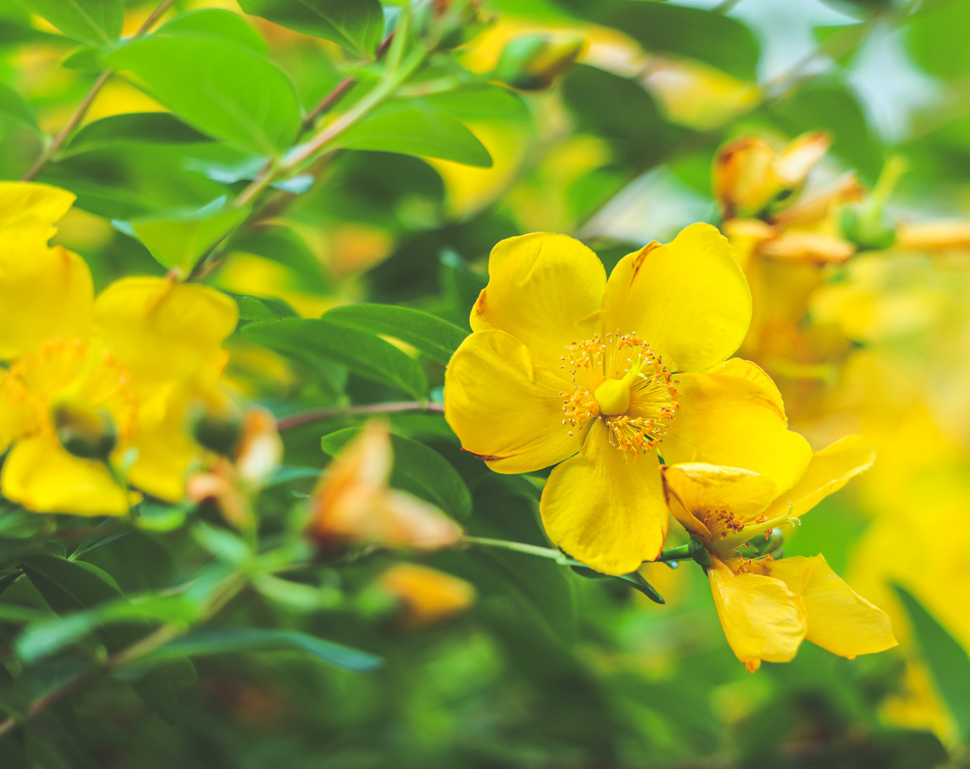 St Johns Wort flowers