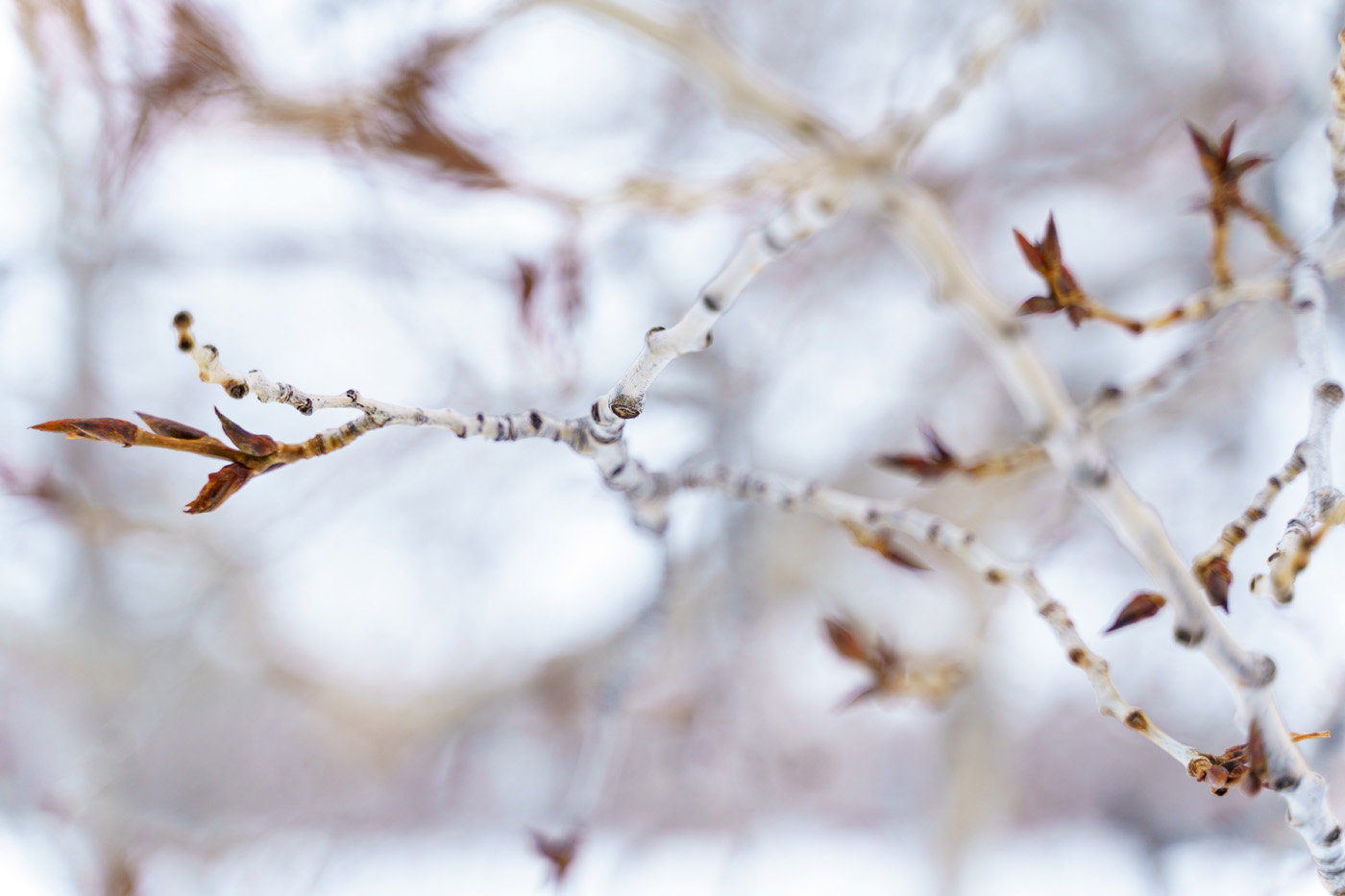 Macro Shot of Cottonwood Tree Branch Buds in Winter