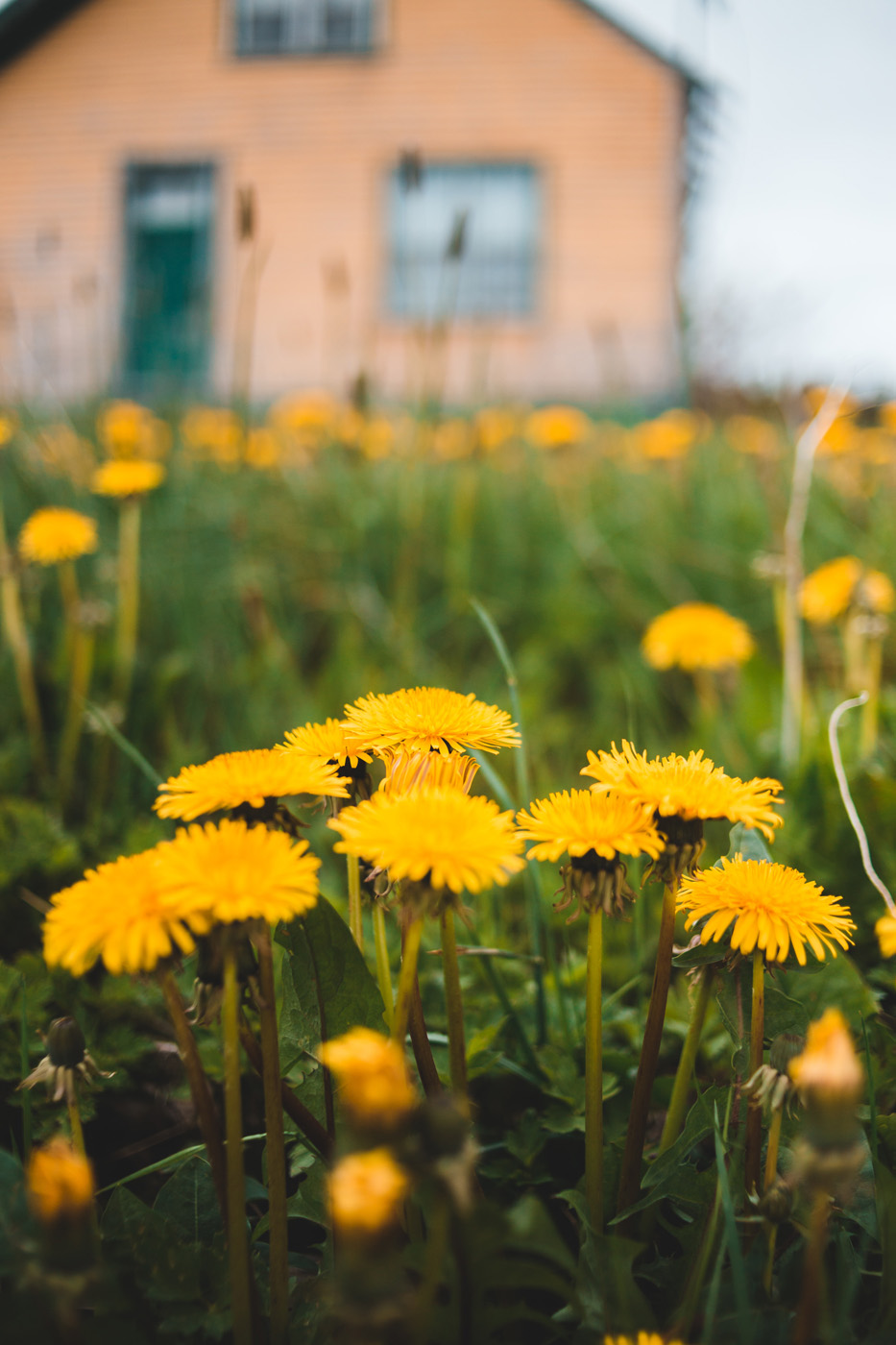 Dandelion flowers in a field