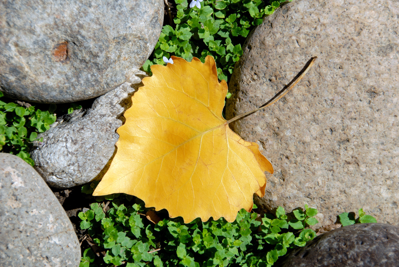 Yellow Cottonwood Leaf