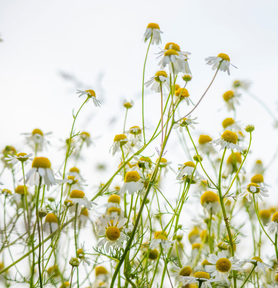 chamomile plant and flowers