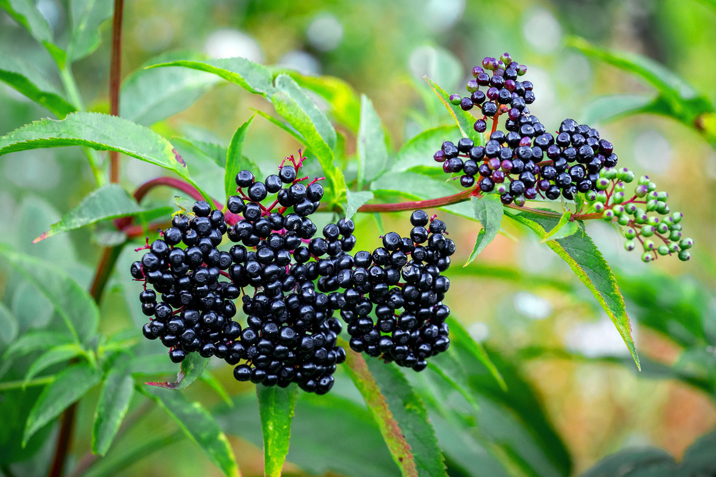 elderberry cluster