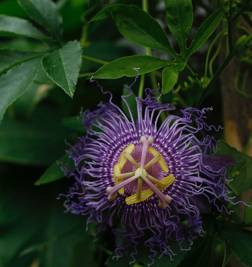 passion flower plant