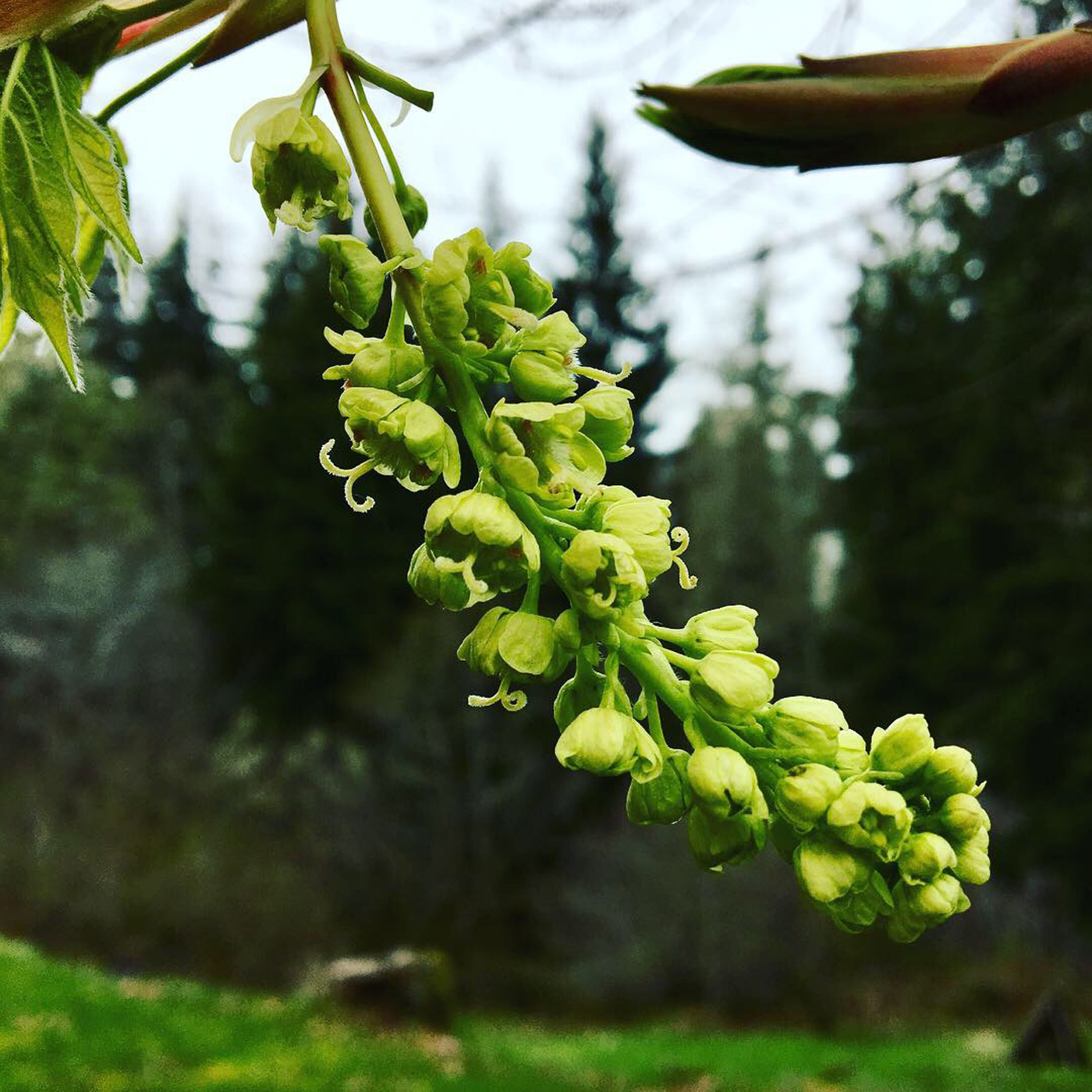 Big Leaf Maple Buds