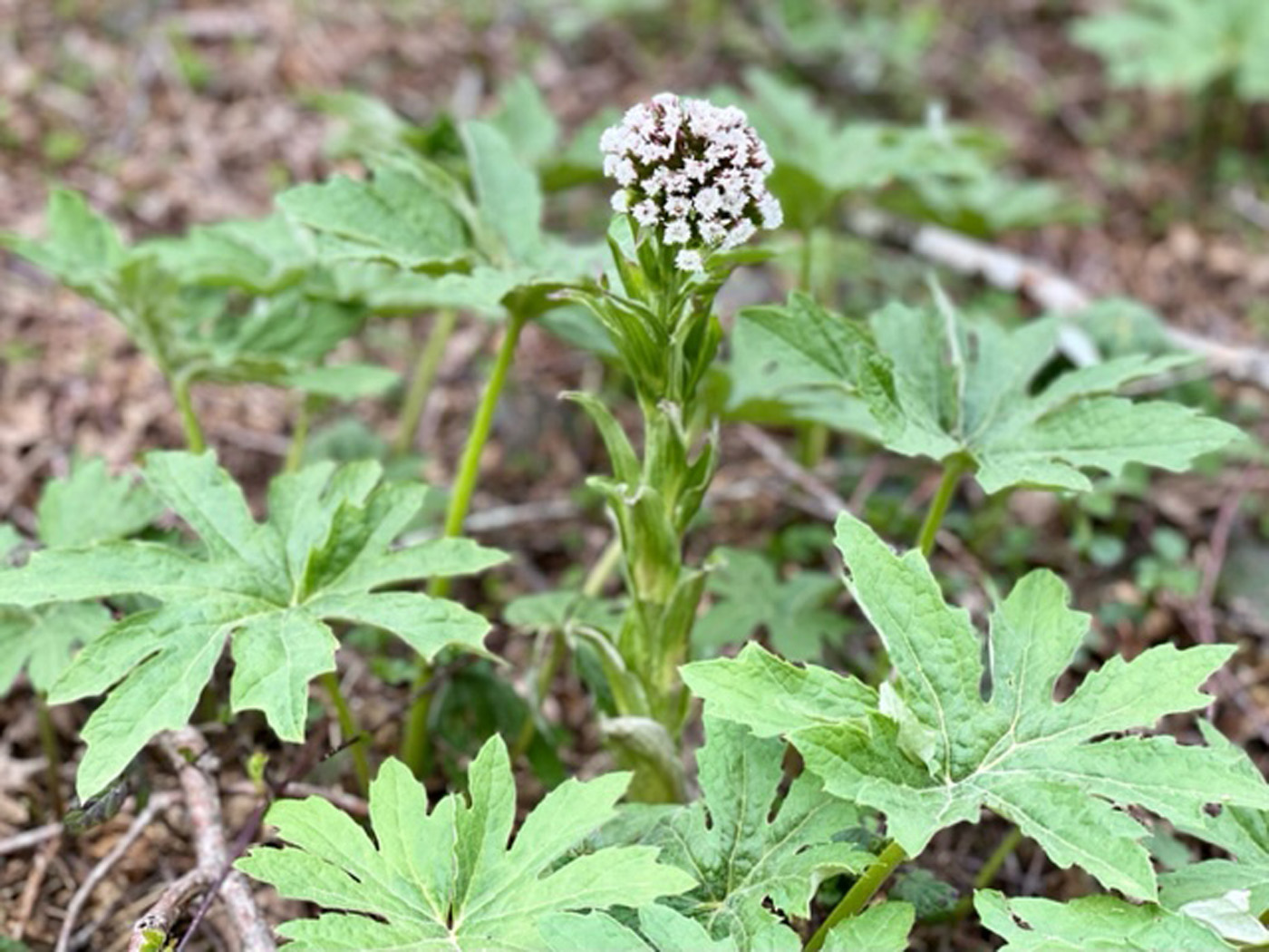 Butterbur flower