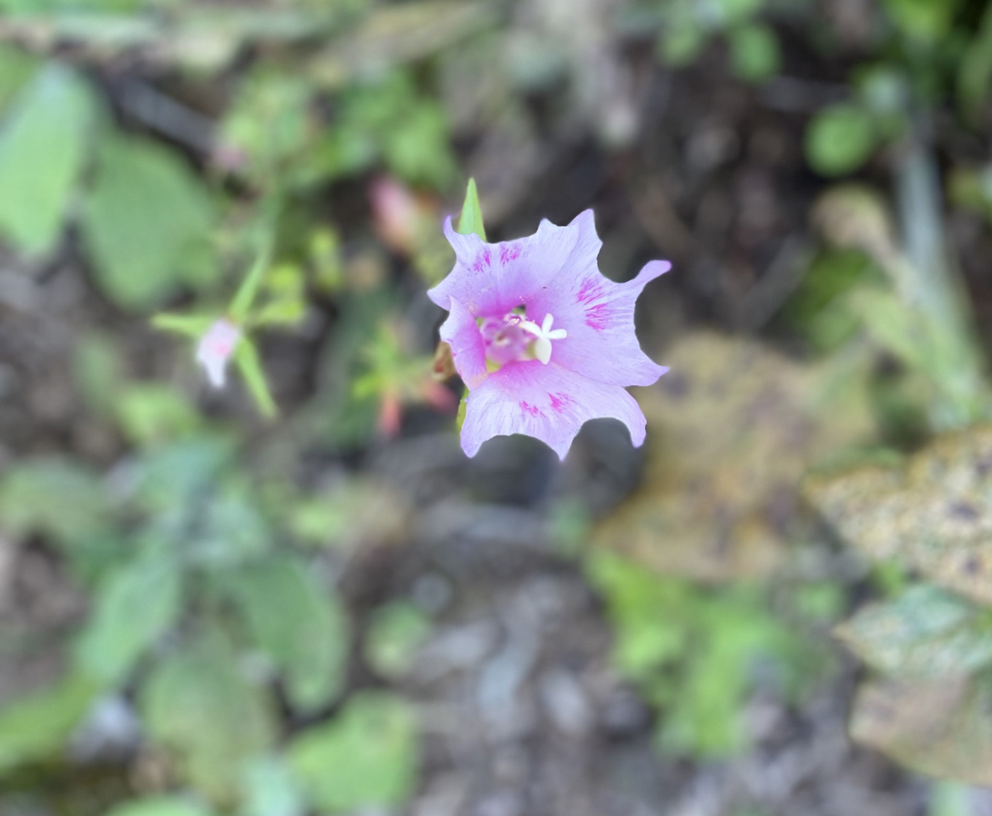 Marshmallow flower in Nicole Apelians garden
