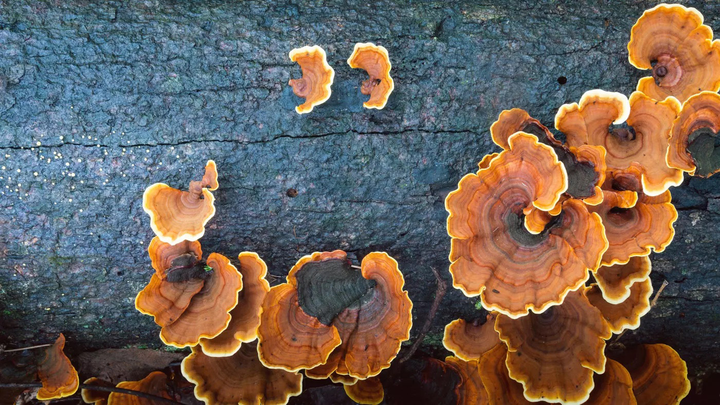 Turkey tail mushroom tree fungus on a rotted fallen tree