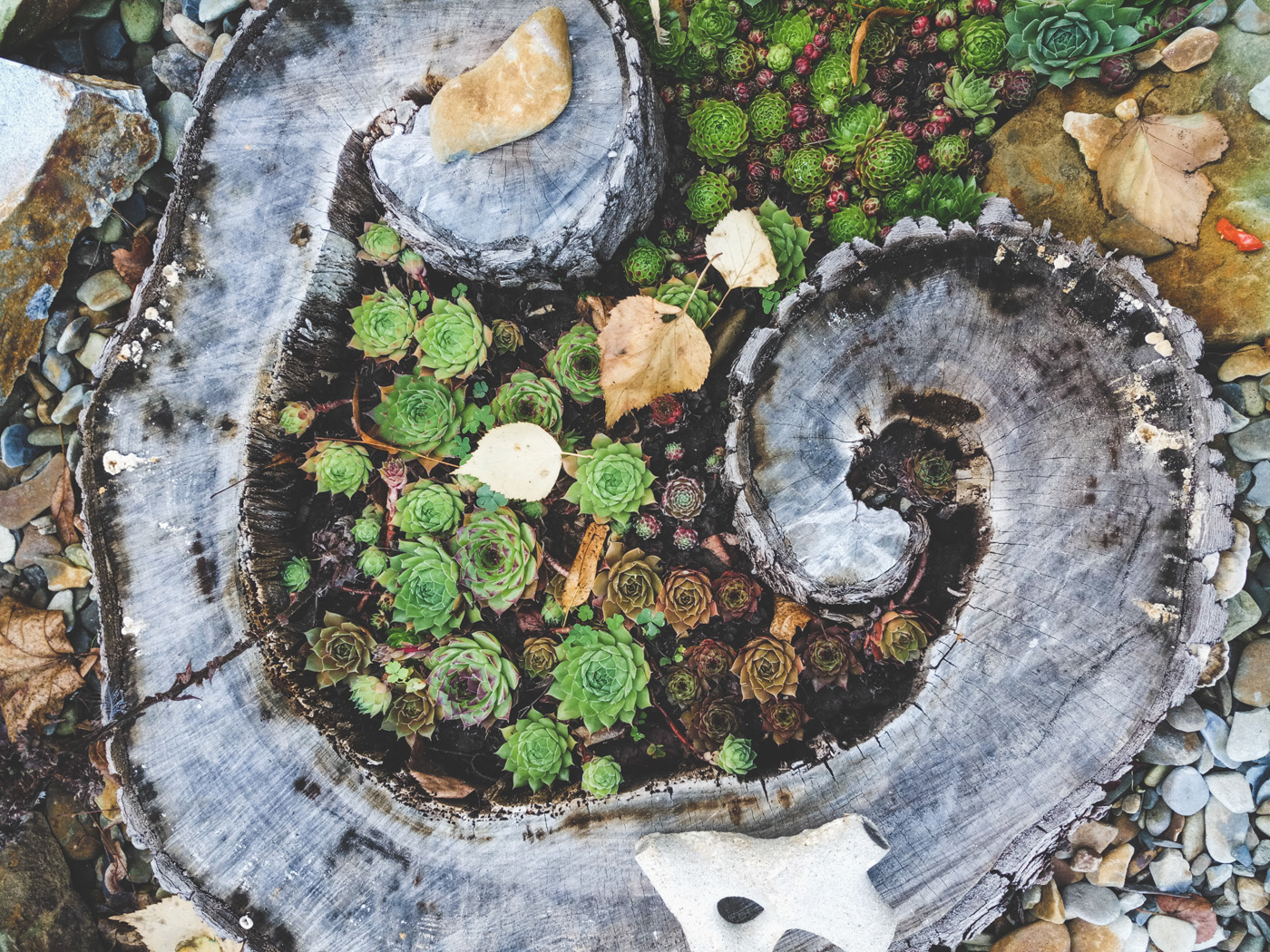 Succulents growing inside tree trunk