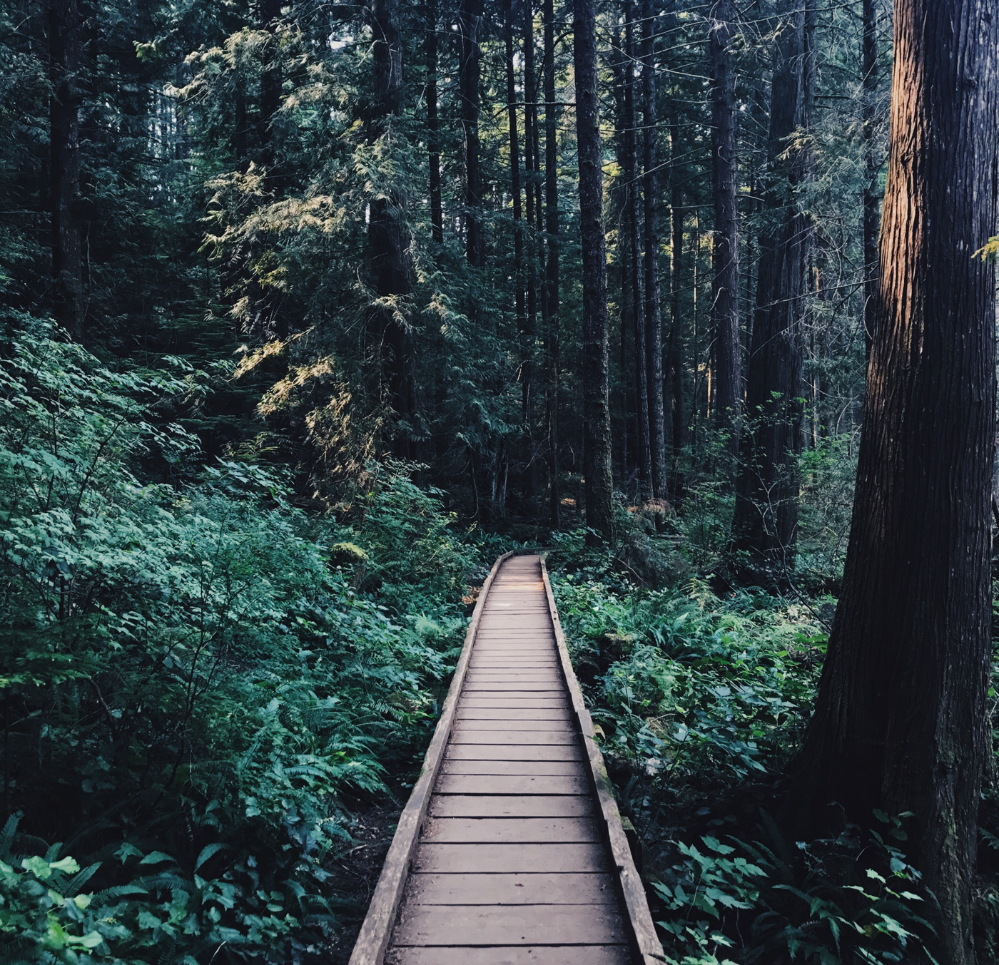 Wooden plank trail through forest