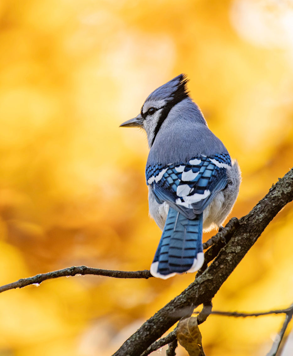 blue jay on branch in golden leaves