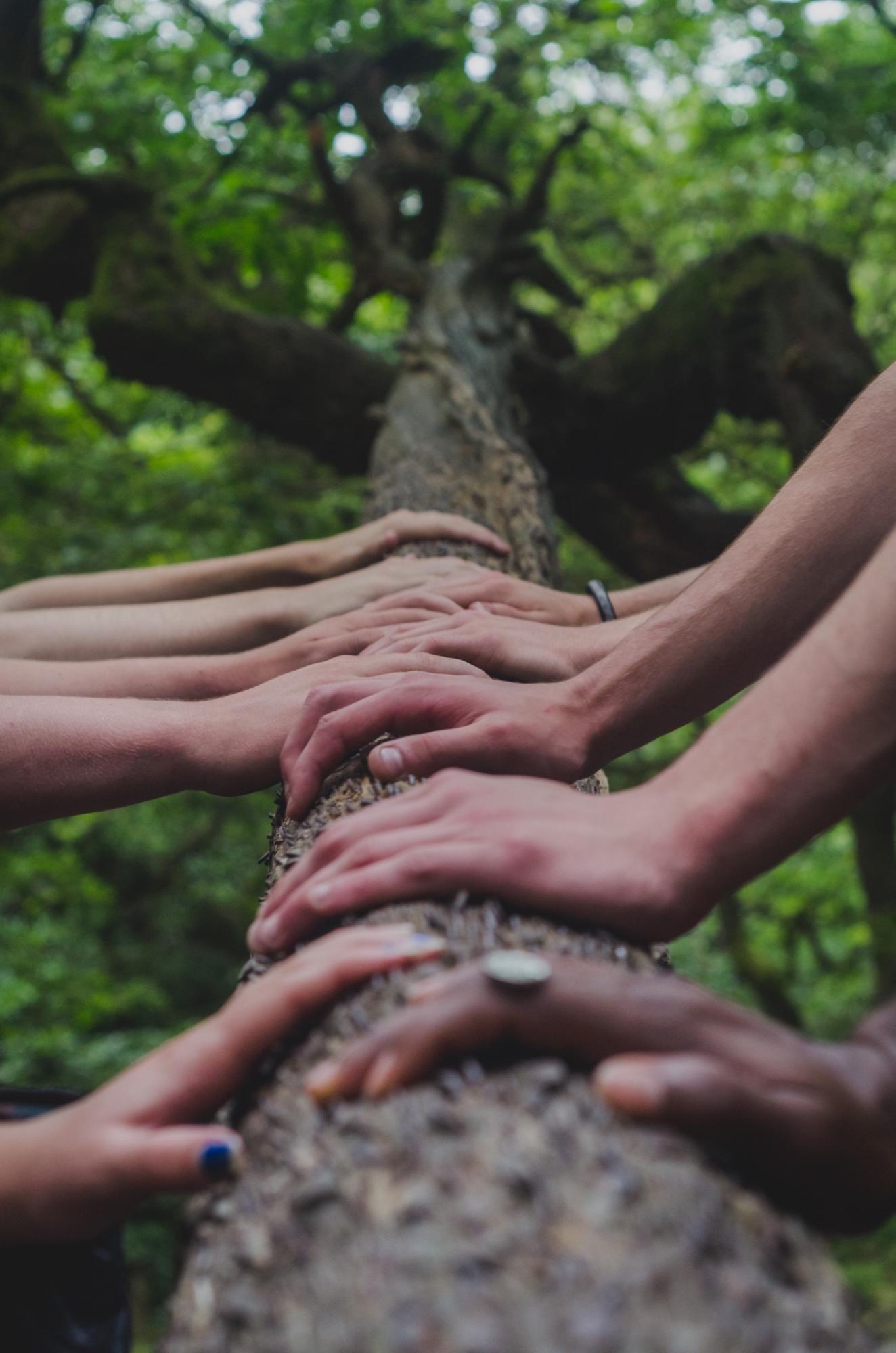 many hands on a tree trunk in the forest