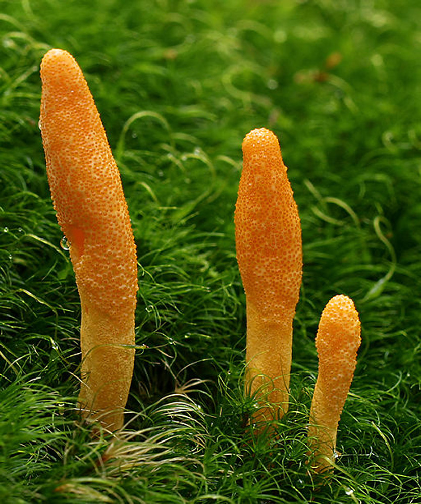 Cordyceps militaris growing in moss