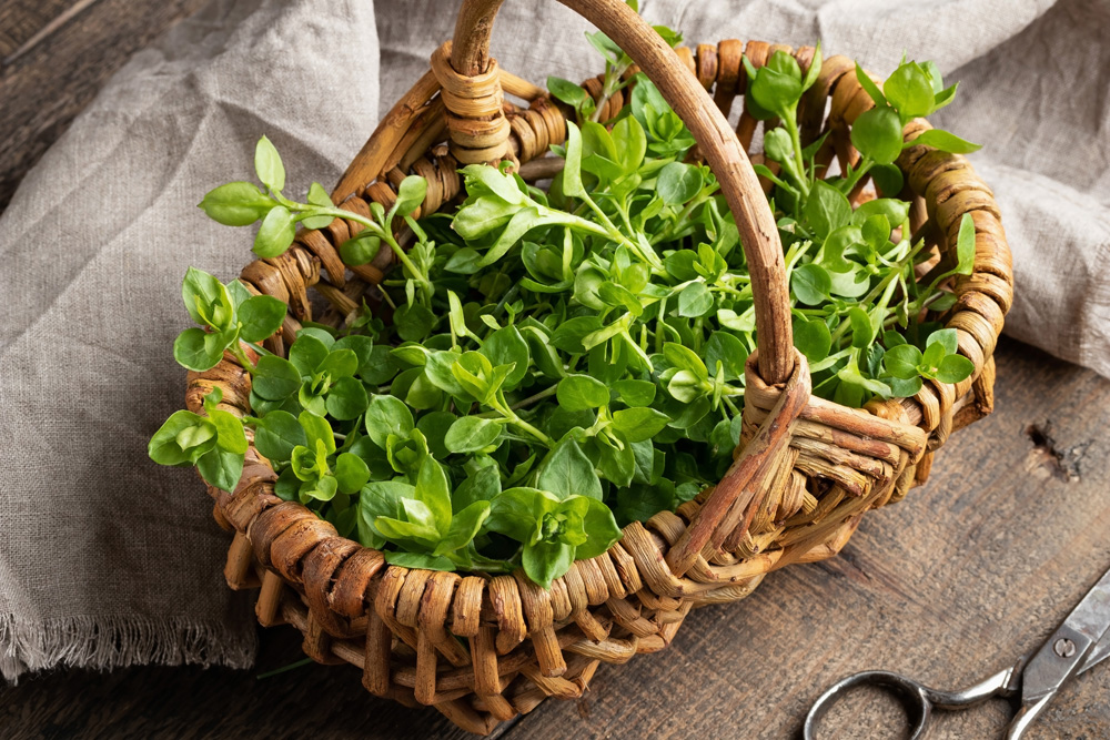 Leaves of chickweed or Stellaria media - a wild edible plant