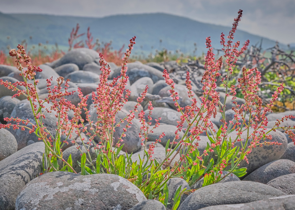 Sheeps Sorrel growing on a pebble beach, England