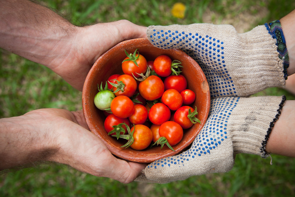 gardeners hands holding bowl of freshly picked cherry tomatoes