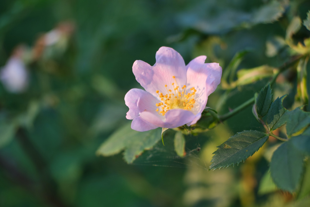 pink wild rose