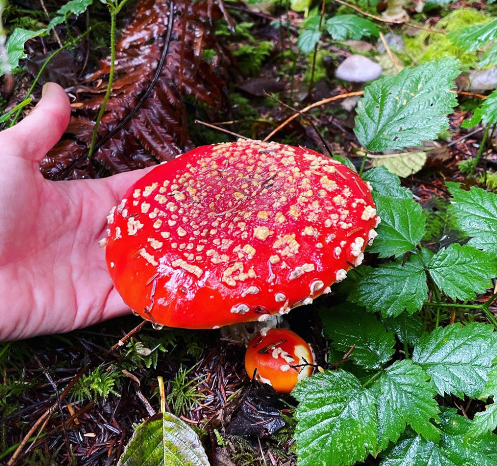 Amanita muscaria: A Legendary Mushroom With a Healthy Twist » Survive ...