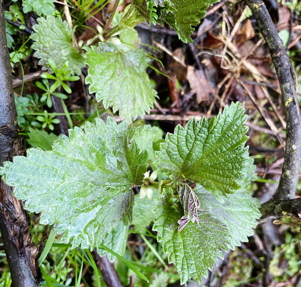 close up of stinging nettle leaves