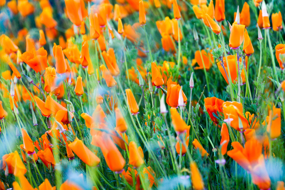 field of California poppies