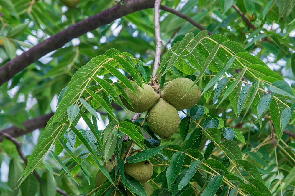 Eastern black walnut (Juglans nigra)