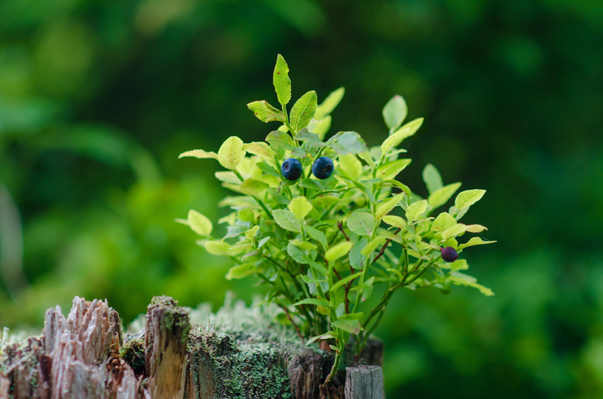 Wild bilberries on green vegetative background in wood.