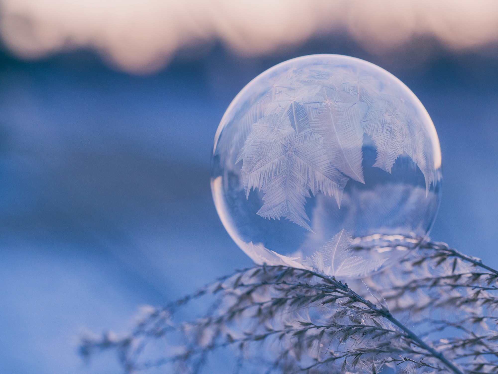 frost bubble on tree limb