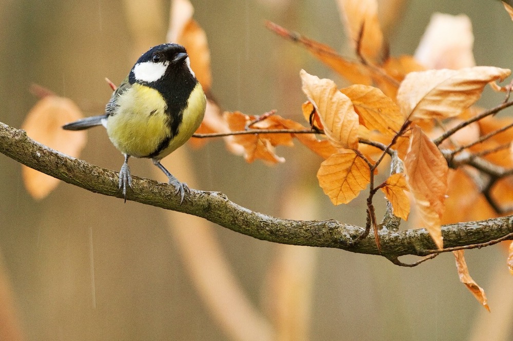 yellow and black bird perched on fall tree branch