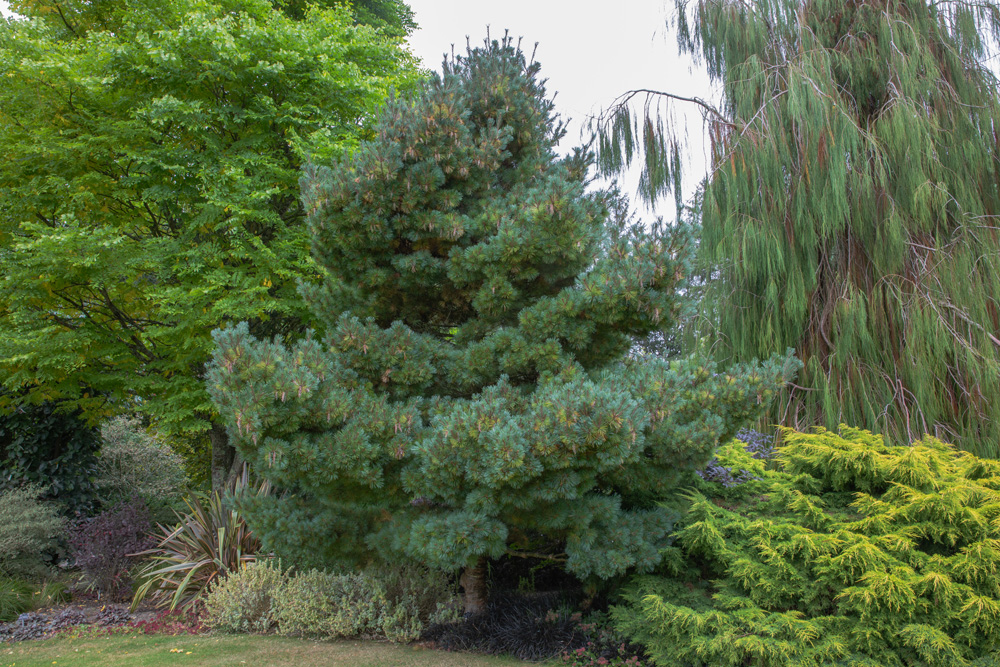 dwarf eastern white pine tree pinus strobus